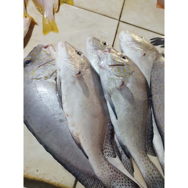 

ikan lape fresh