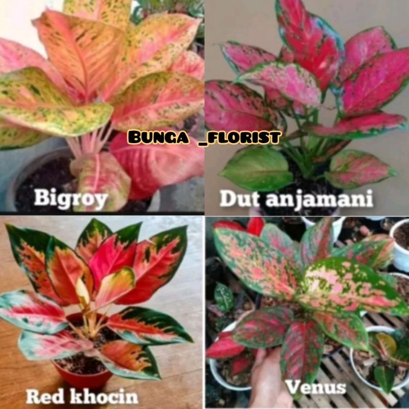 Bunga aglonema paket 4 jenis