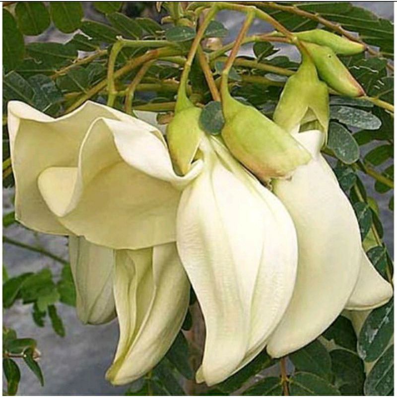 10 Benih kembang turi putih