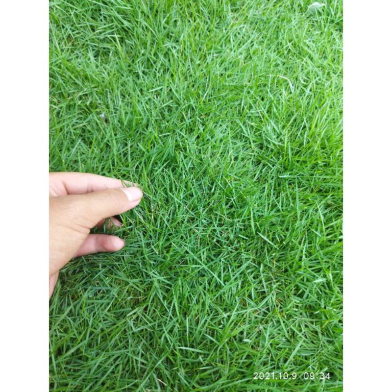 Rumput Swiss 1Meter + tanam/Rumput taman - Jasa Taman Depok