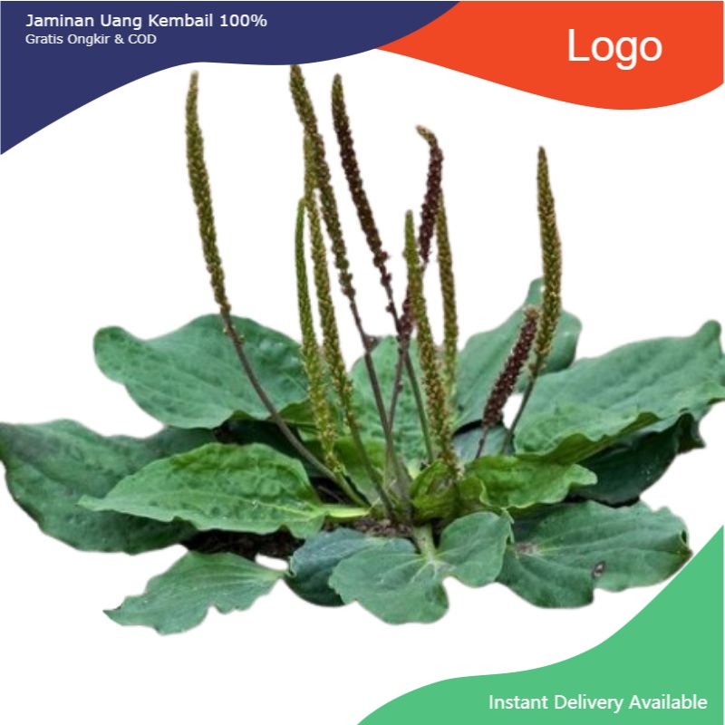 

Promo Daun sendok atau kiurat segar organik netto 100gram siap petik