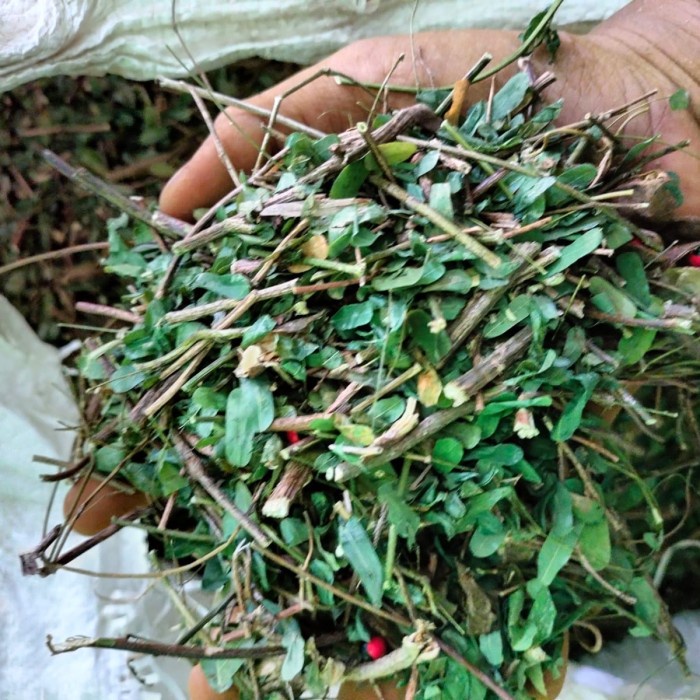 

Daun Saga Kering 500 Gram Rempah Bu Risma
