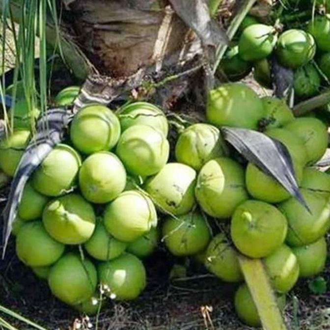 Bibit Kelapa Entog - Kelapa Entok - Kelapa Hijau Besar Super Genjah