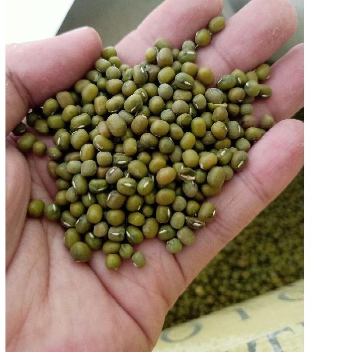 

limited Edition✔️Kacang Hijau Large Mungbeans Import Australia Fresh 1KG Kilogram|SQ7