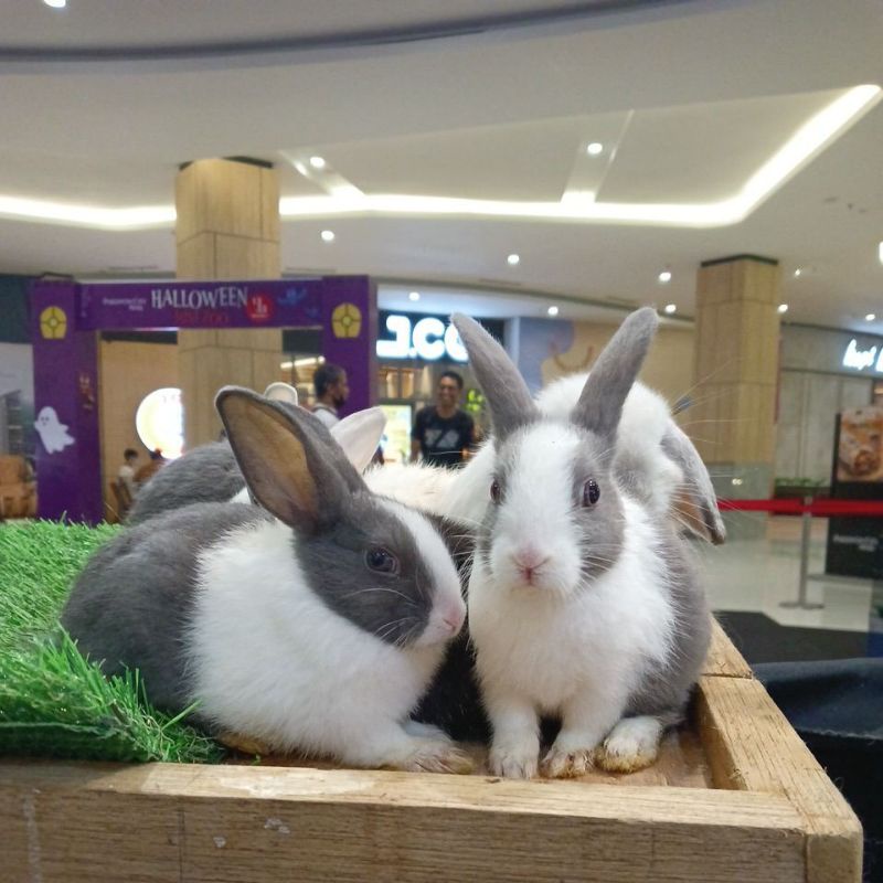 Kelinci Hias Mini Dutch