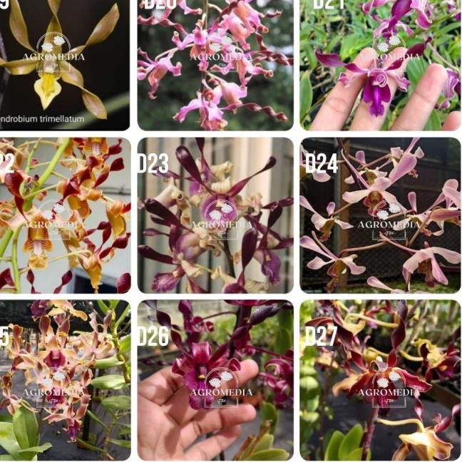 Langsung Checkout--(DEWASA) Anggrek Dendrobium Keriting Dewasa