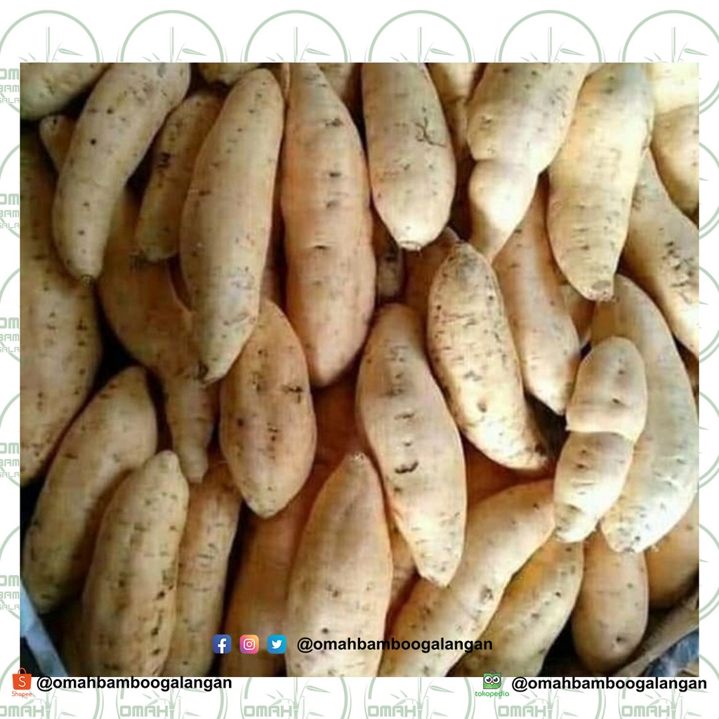 

Ubi Jalar Putih 1 Kg, Ubi Jlar Daging Putih 1 Kg