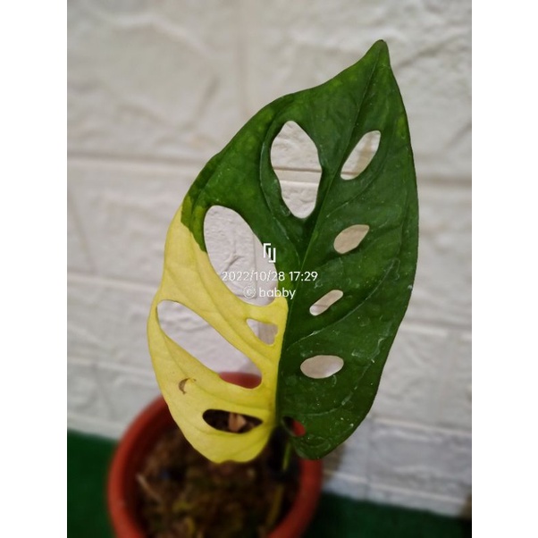 monstera janbol Jepang varigata kuning