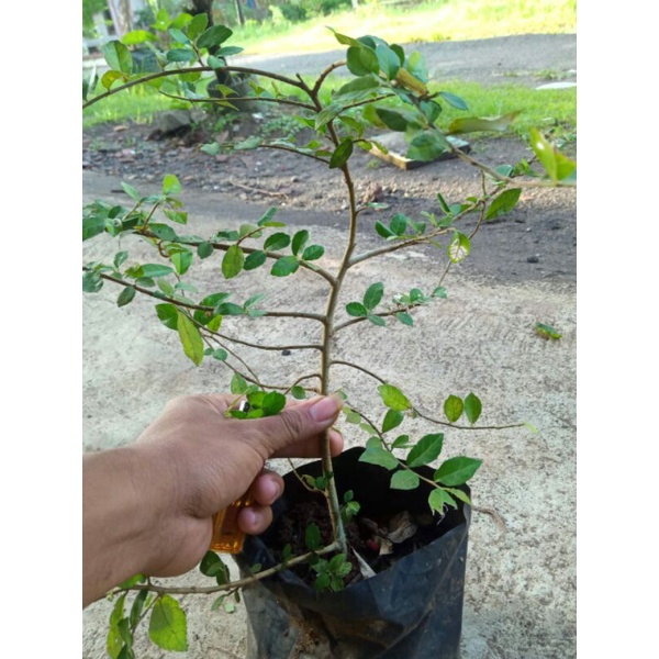 bibit serut bahan bonsai