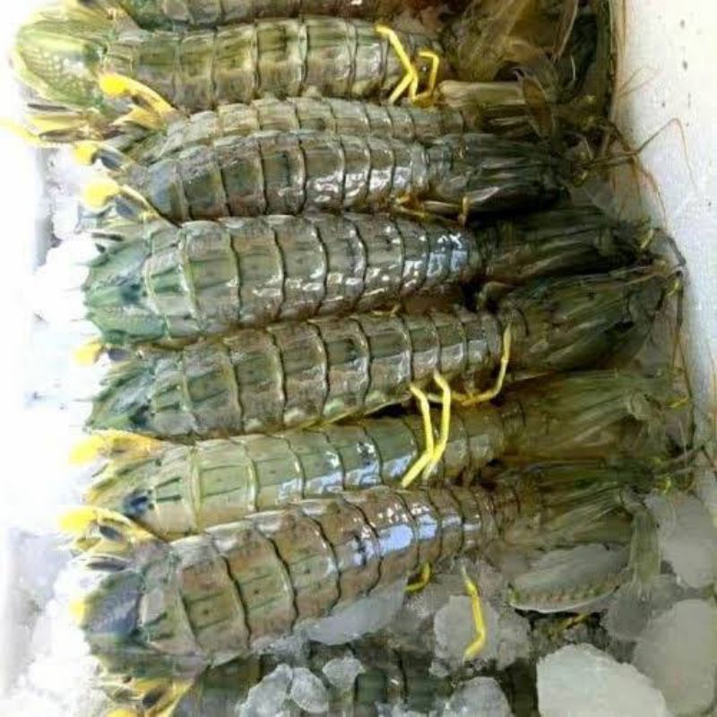 

udang ronggeng premium