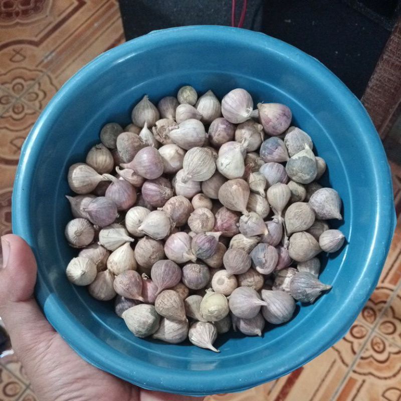 

bawang lanang kualitas super harga untuk per 400 gram