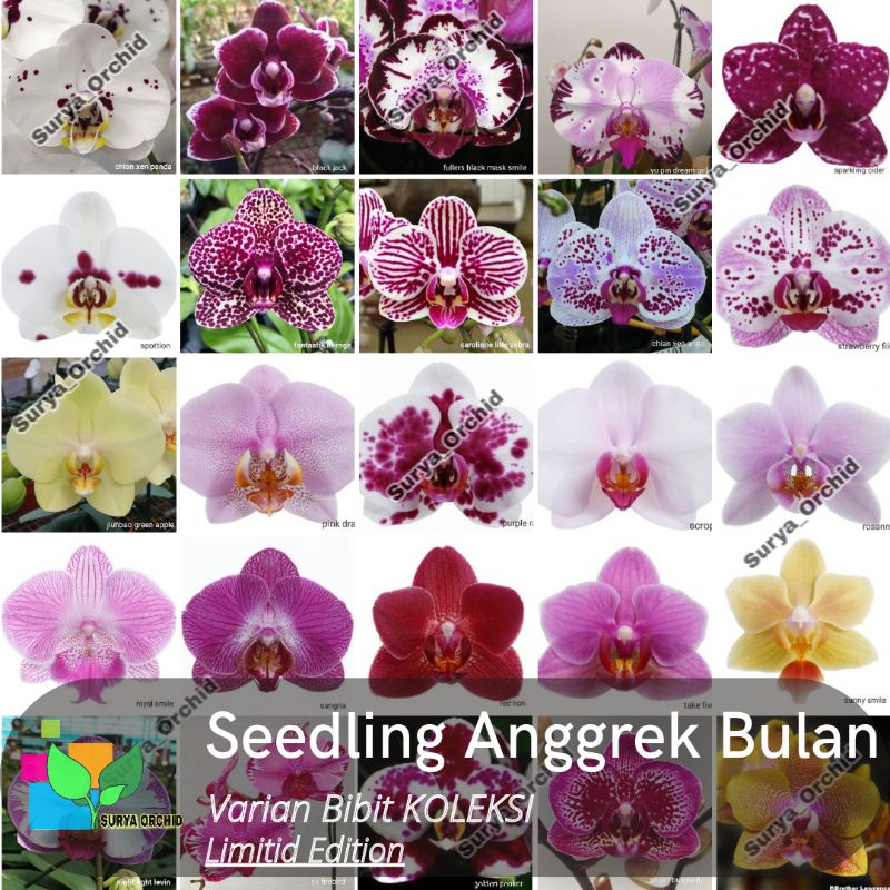 Seedling Pra Remaja Anggrek Bulan Varian Warna Koleksi Anggrek Bulan Taiwan Premium usia 8-12 bulan