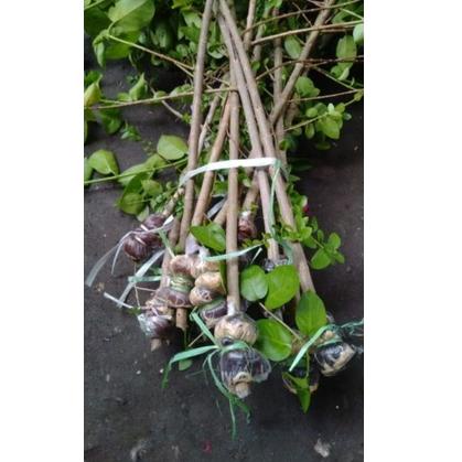 Paling Dicari Sancang cangkok