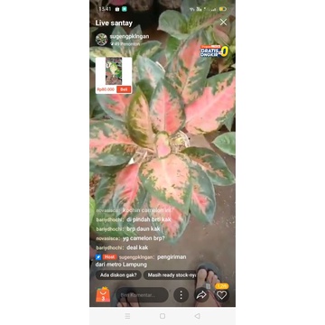 tanaman bunga aglonema kocin rumpun