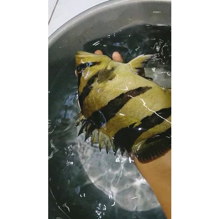 datz sumatra 30cm rare item