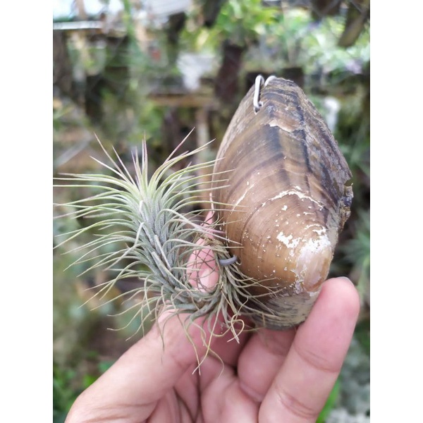 Tillandsia funckiana
