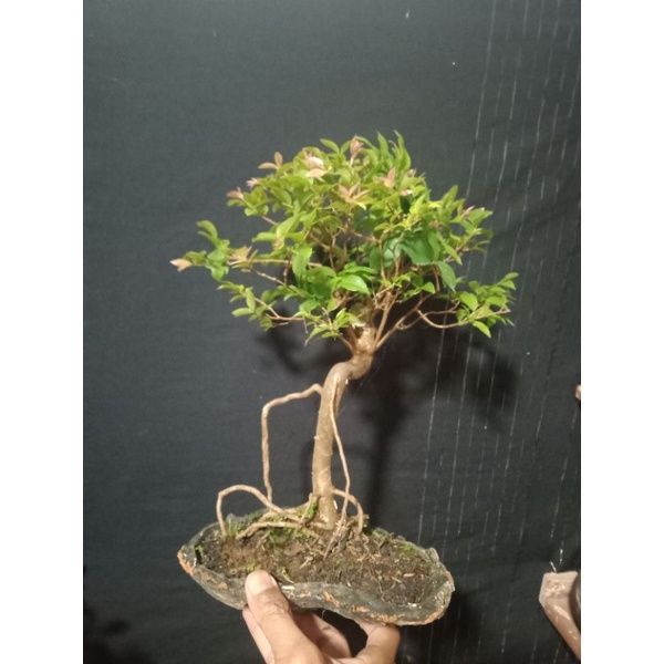 bonsai buah anggur Brazil.