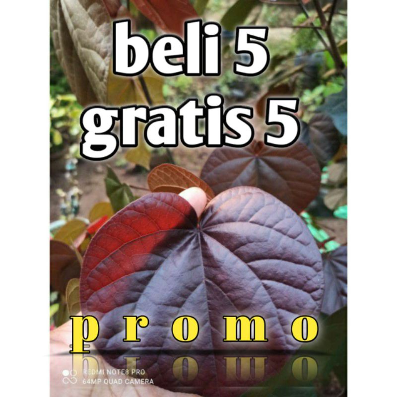 WARU MERAH SUPER RED (bahan bonsai) beli 5 gratis 5