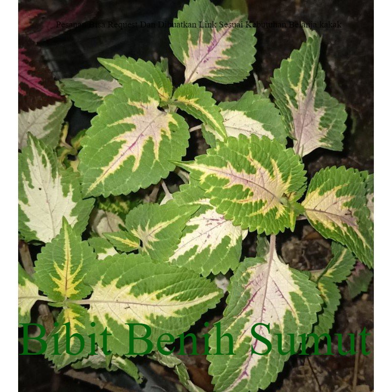 Tanaman Miana Hijau Putih Pink Outdoor indoor Bila ingin order banyak bisa kami buatkan link khusus 