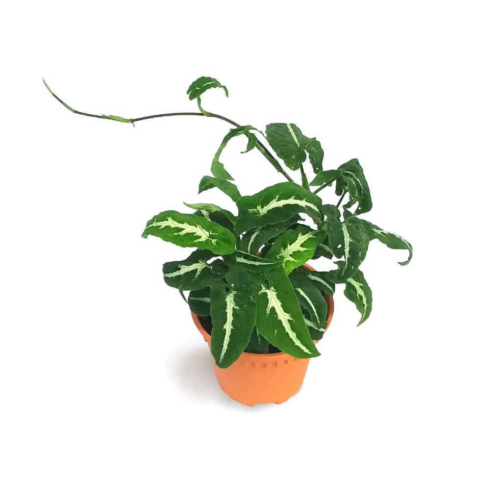 tanaman hias syngonium wendlandii - syngonium - tanaman syngonium - syngonium wendlandii