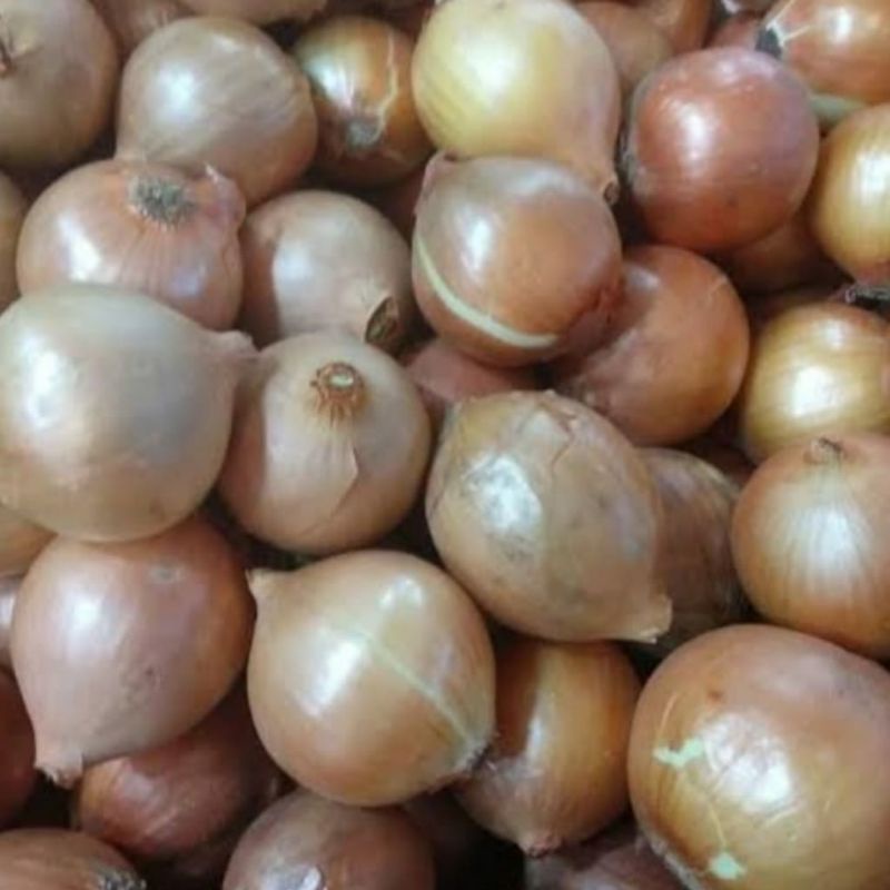 

Bawang bombay sayuran segar