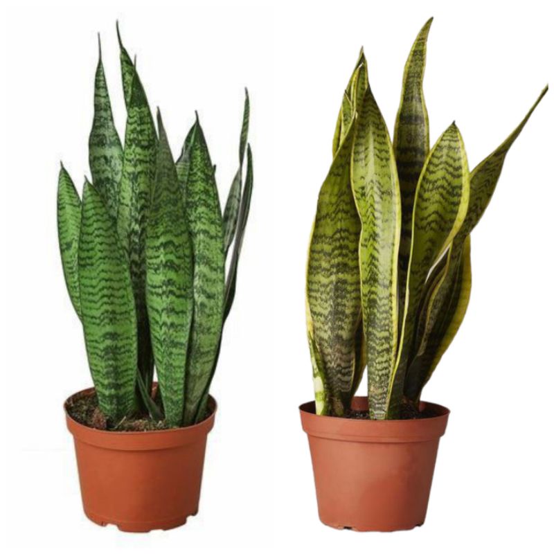 [COD + POT] TANAMAN HIAS LIDAH MERTUA / TANAMAN LIDAH MERTUA / SANSIVERA / SANSIVERA LIDAH