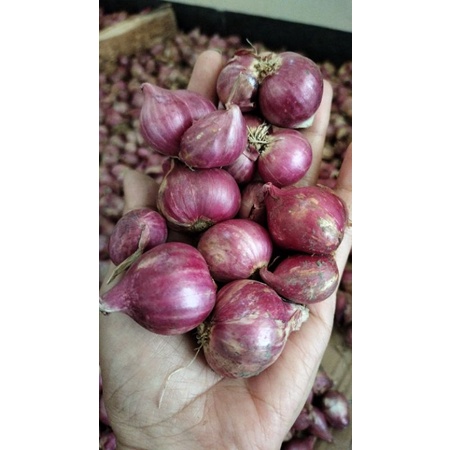 

BAWANG MERAH SEDANG PROBOLINGGO