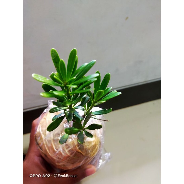 Bibit Lohansung Cincuan/ Sincuan/ Stek Lohansung Cincuan Sudah Berakar