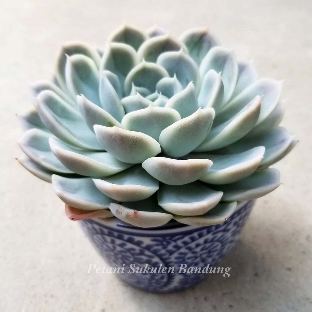 Echeveria ARTIC ICE Sukulen Kaktus elegans elegan articice lilacina pohon tanaman hias asli bukan artificial plastik dapat dikirim pot