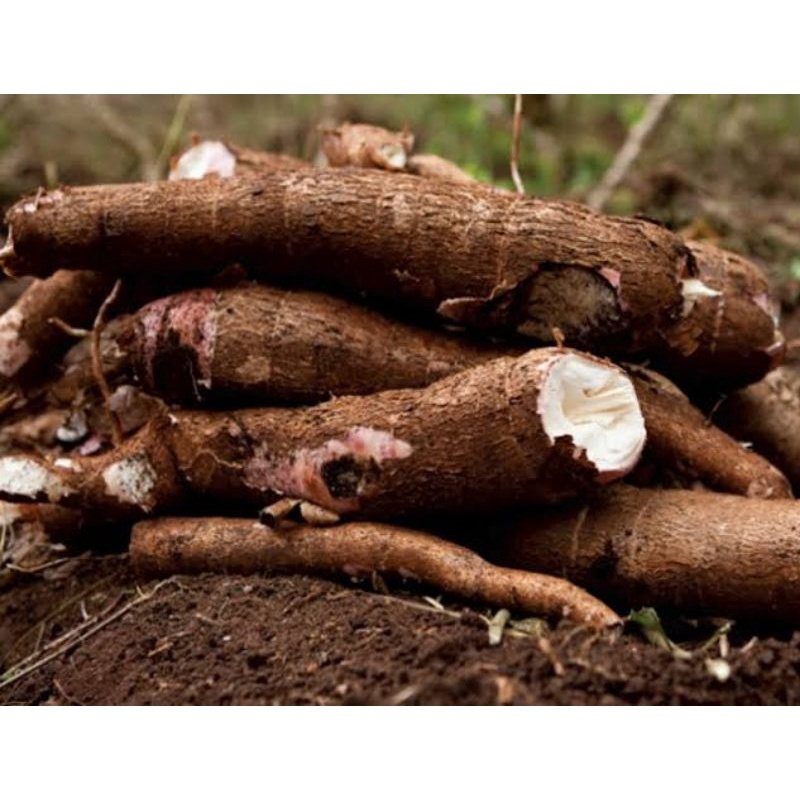 

Umbi Singkong Segar Singkong Pulen 1kg Termurah
