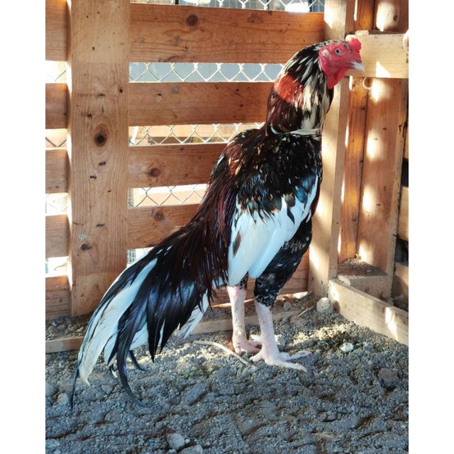 

JUAL TELUR AYAM BANGKOK SAMO PERBUTIR