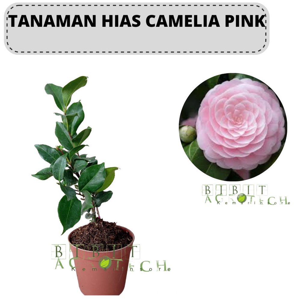 Bibit Tanaman Hias Bunga Camelia Pink/ Bunga Camelia Pink/Tanaman Camelia Pink