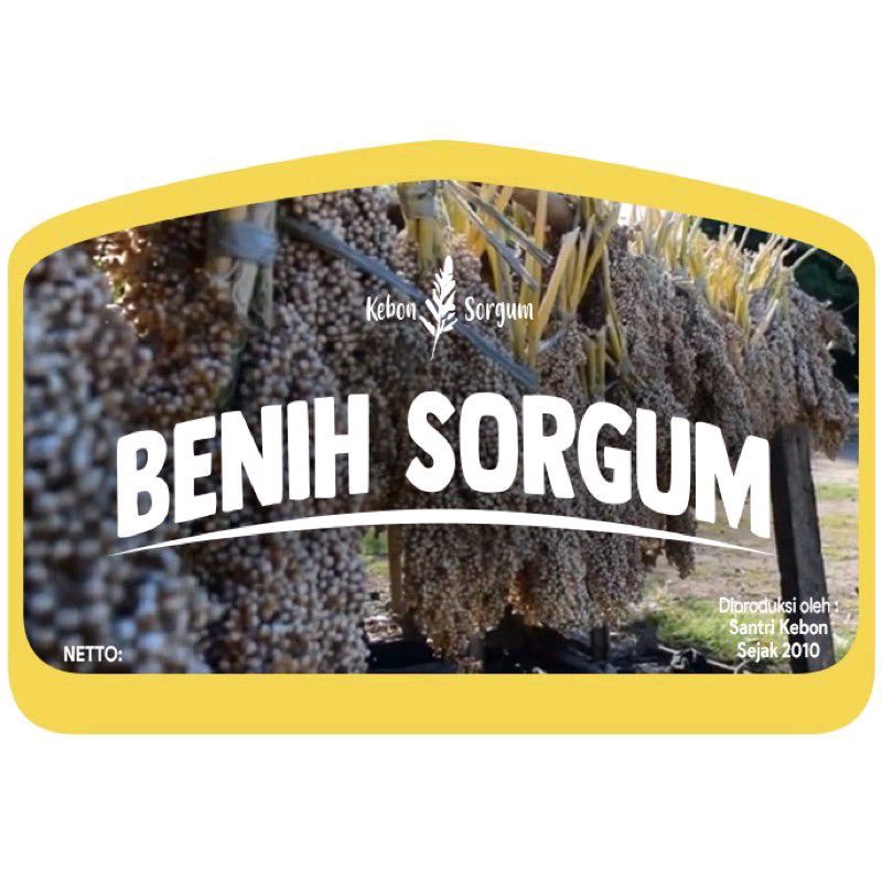 [SIAP KIRIM] bibit sorghum bioguma benih jagung cantel broom corn sorghum putih sorgum bioguma