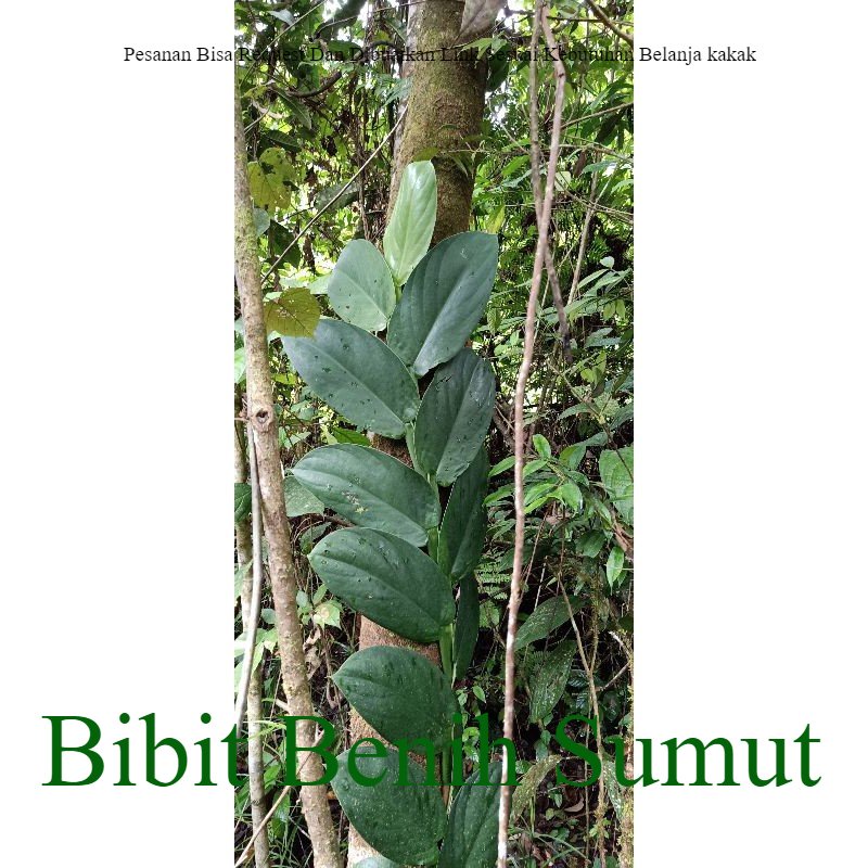 Tanaman Hidup Hias Rhaphidophora korthalsii# Tanaman Hidup Merambat Hutan# Tanaman Hidup Dollar Bila