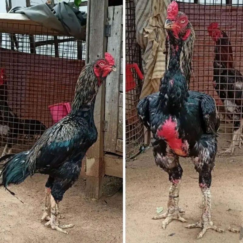 

JUAL TELUR AYAM BANGKOK ASELL PERBUTIR