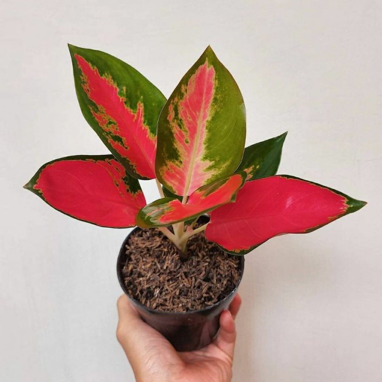 BISA COD Aglaonema red majesty / Aglonema red majesty Remaja mmnursery/ Aglonema red majesty/tanaman