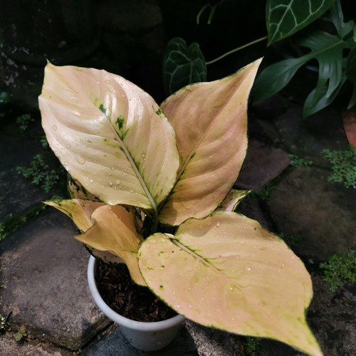 Aglonema Komkom Golden Dewasa / Aglo Komkom Golden Rimbun