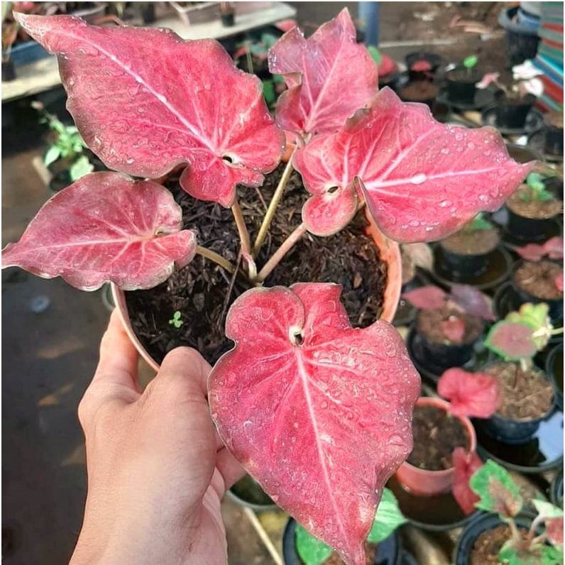 Tanaman Hias Keladi Ramla Pink Termurah | Anakan Keladi Pink Ramla Mulus No Defect