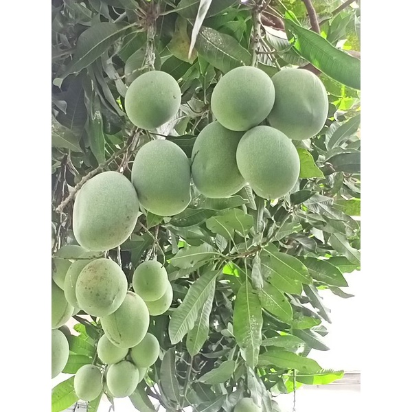 

Mangga