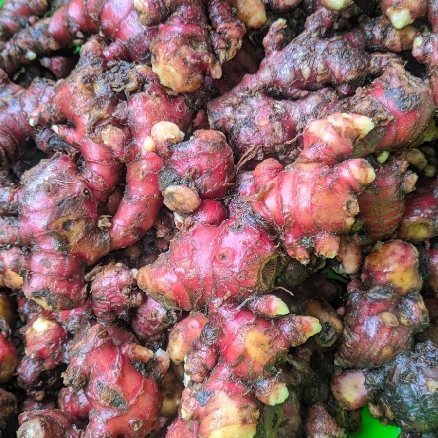 

Jahe Merah Super Segar Fresh 250gr 500gr 1Kg