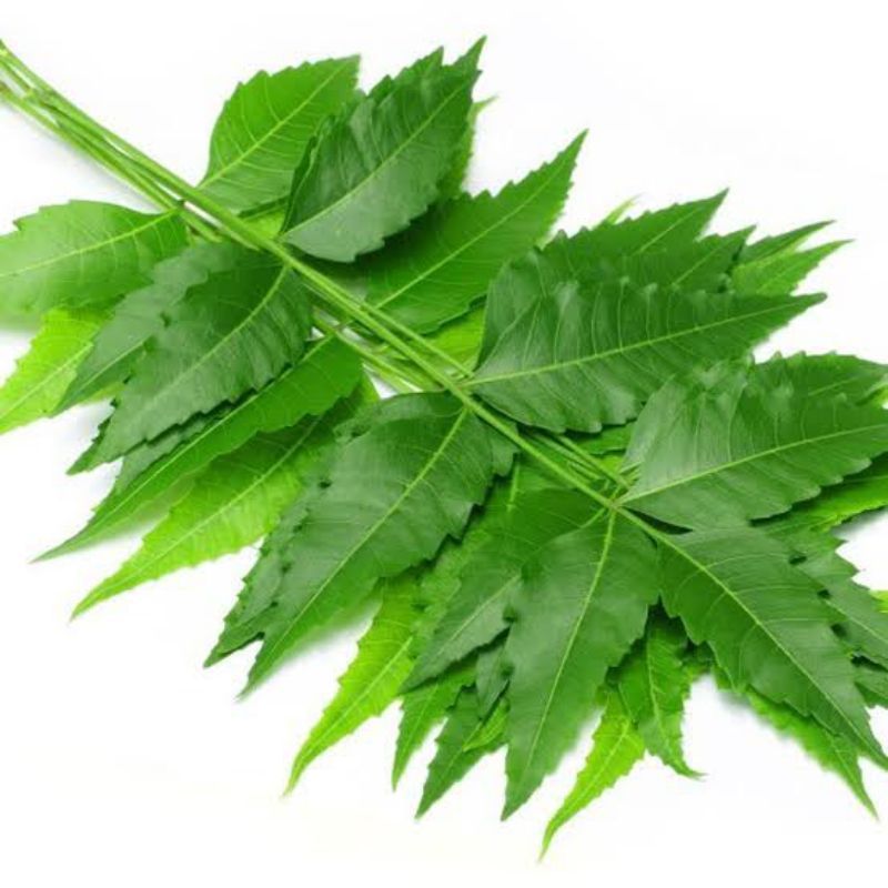 

Daun Mindi Segar Dadakan Petik Langsung 1 Kg