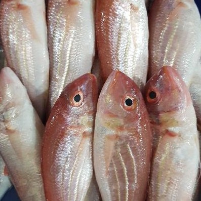 

ikan laut merah pasar online makassar