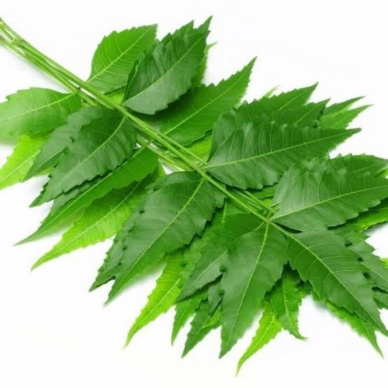 

Daun mimba segar organik berat 100g untuk rempah masakan
