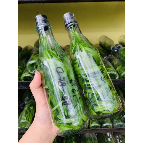 Bibit Anggrek dalam Botol