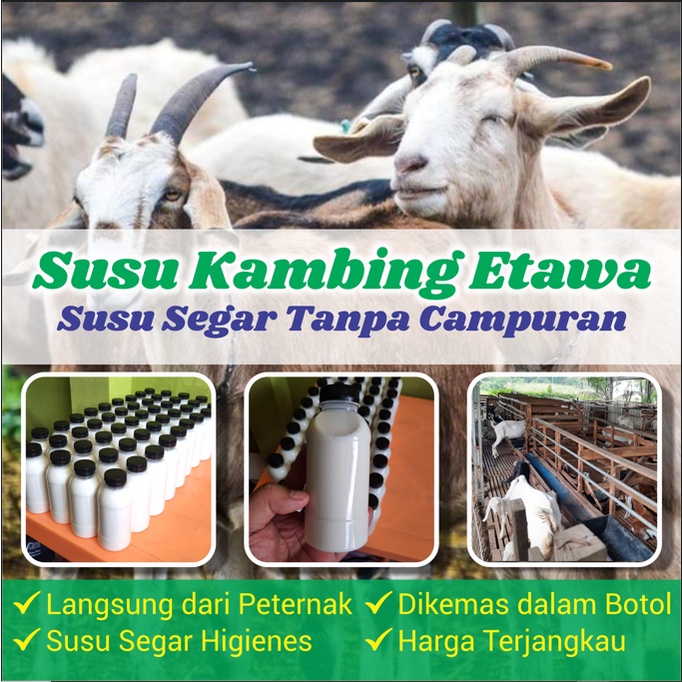 

Susu Kambing Etawa Segar baru diperah