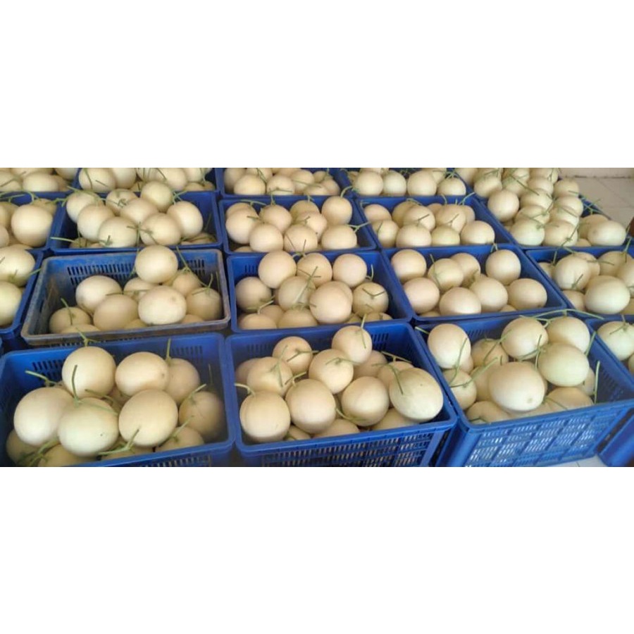 Benih Biji Bibit Melon Persefon Variety 165 Semi Oval Non Net @10gr