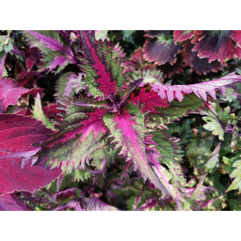 Tanaman hias Miana wizard / coleus wizard