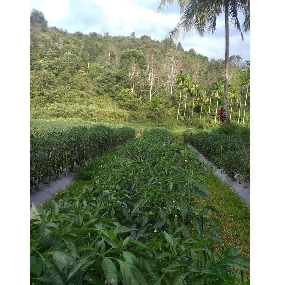 Cabe KOPAY 10 Gram - Benih Cabe Merah Keriting KOPAY - CMK KOPAY - Bibit Cabe KOPAY ▫ SWW.18Oc22y