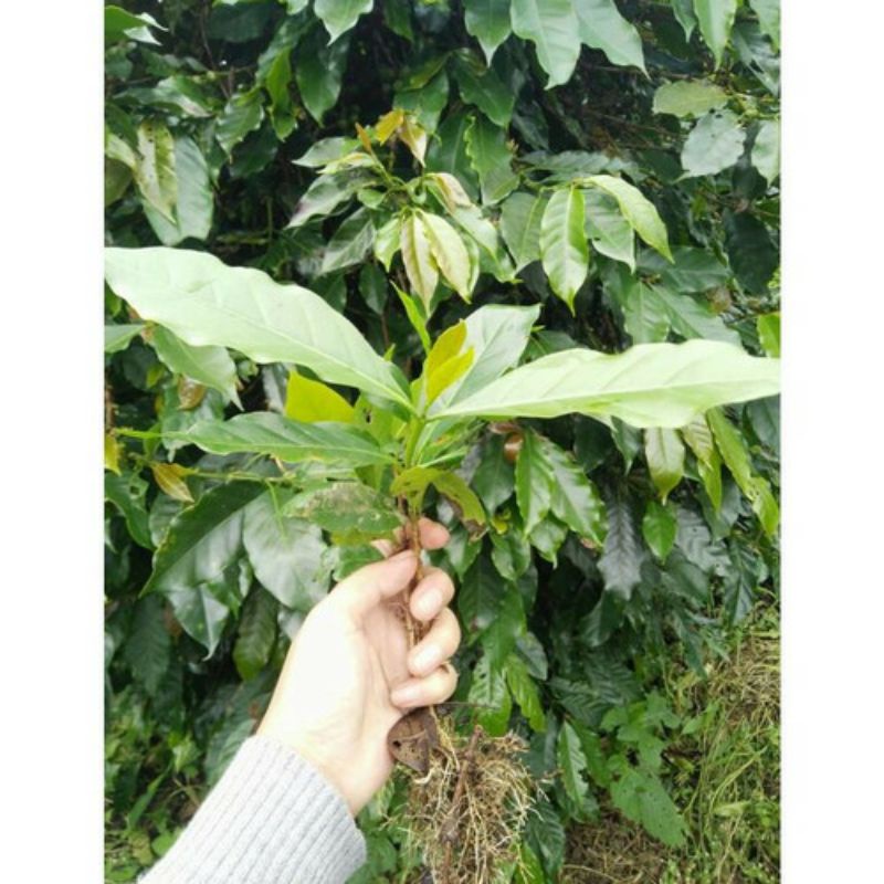 Termurah 500 Bibit Kopi Arabica Cabutan / Bibit Kopi Arabika / Bibit Kopi Arabika Java