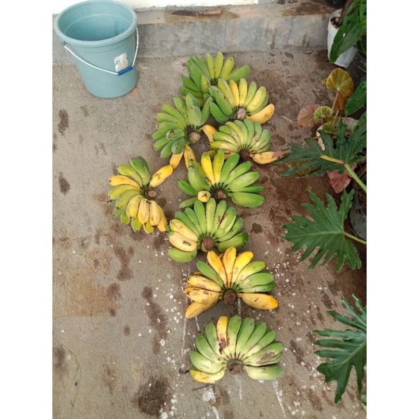 

psang Ambon
